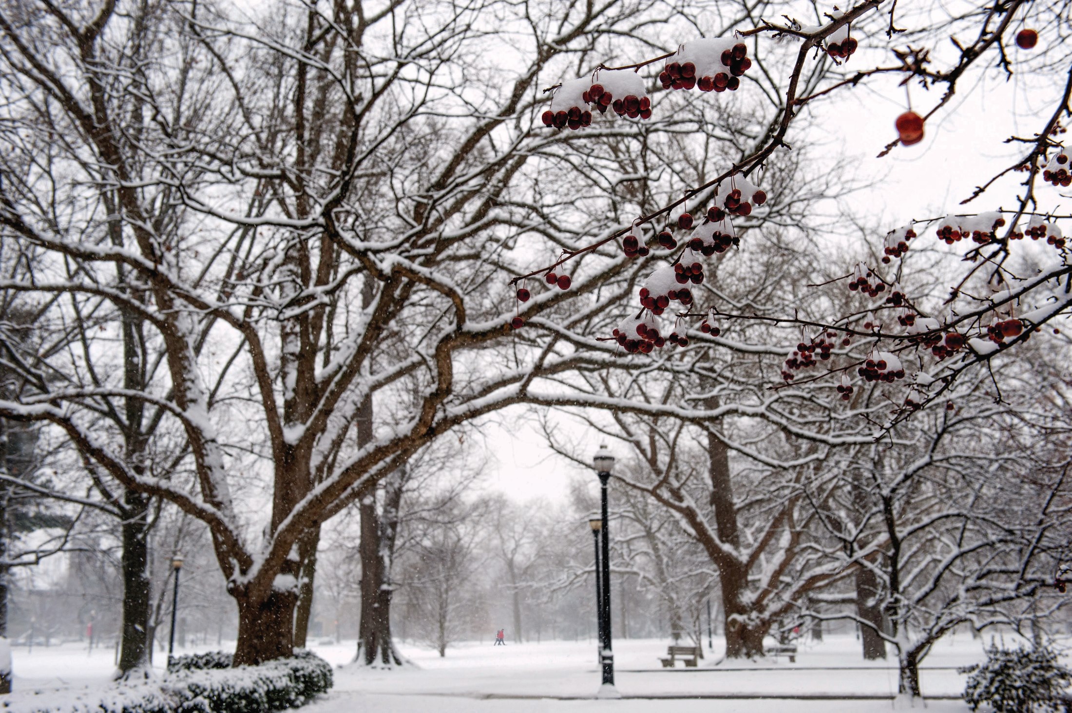The Oval in winter with snow and trees