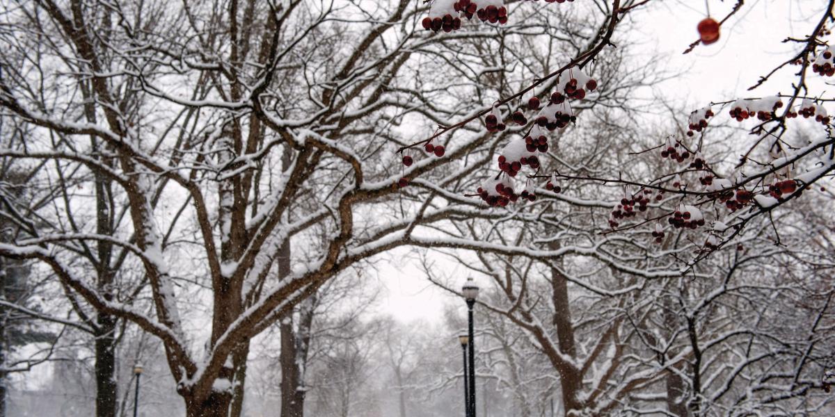 The Oval in winter with snow and trees