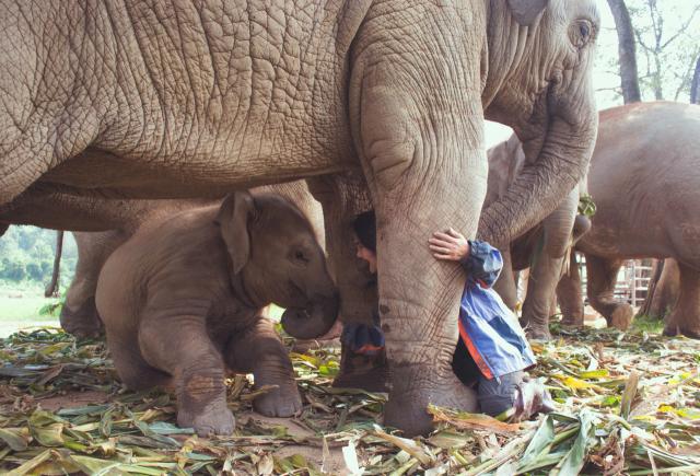 person with elephants 