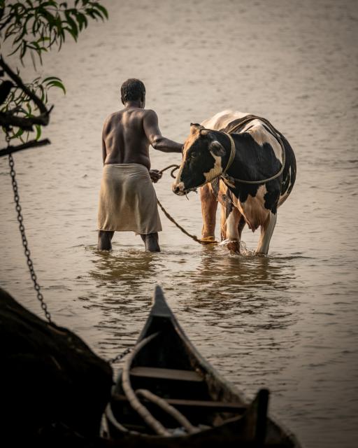 Man and cow standing in a river