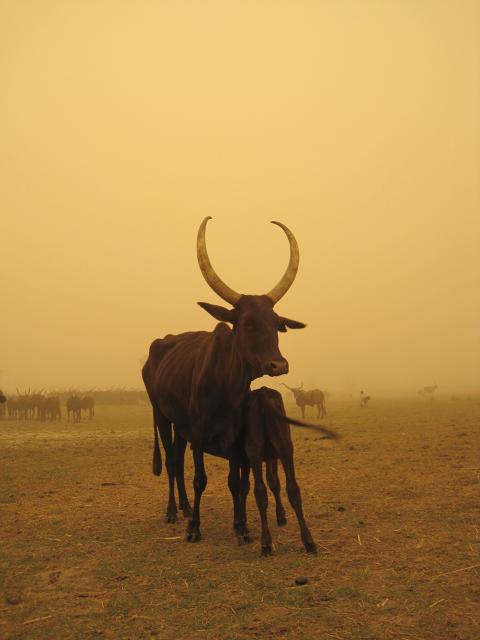 Cattle on field