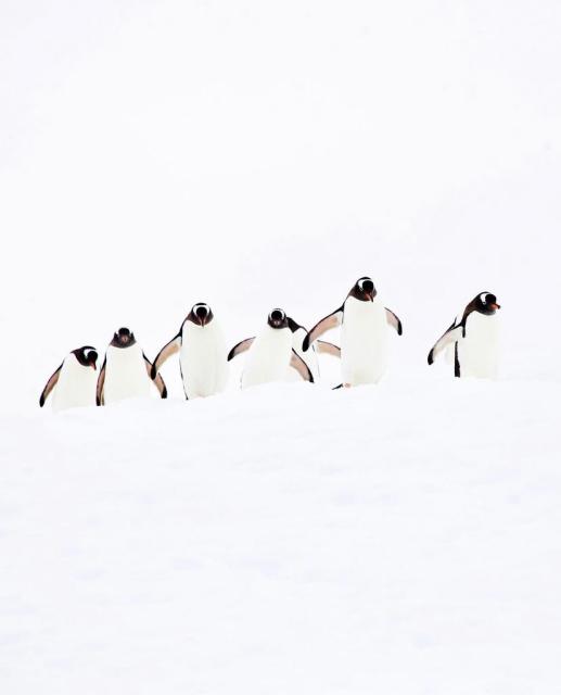 Penguins on white background