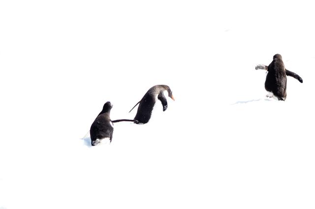 three penguins in snow