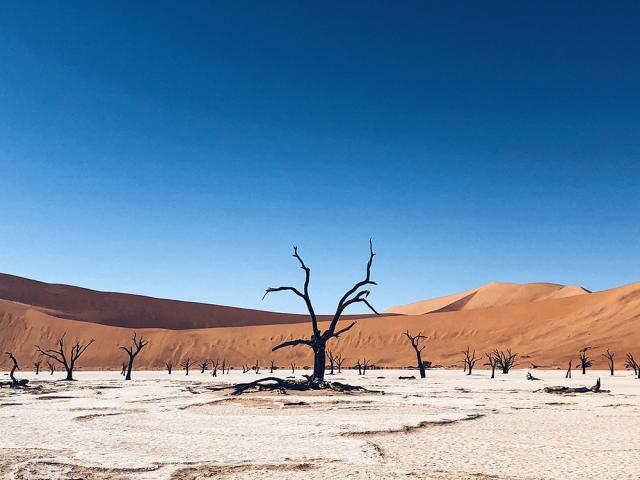 Desert with dunes and trees