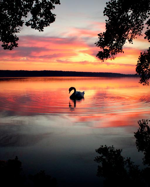 Swan swimming in lake with colorful sky reflected in water.