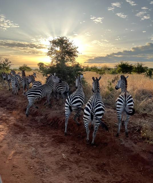 Zebras out in park with sunset behind a tree.