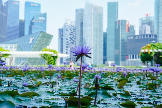 A lotus flower in a pond.