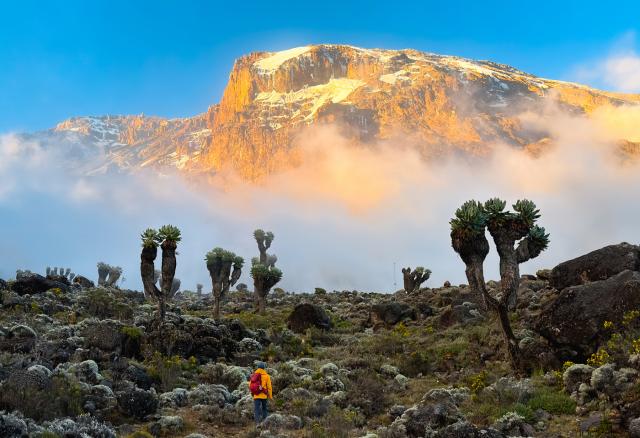 A person in a orange jacket is walking through a lush, rocky landscape with Lobelia plants.