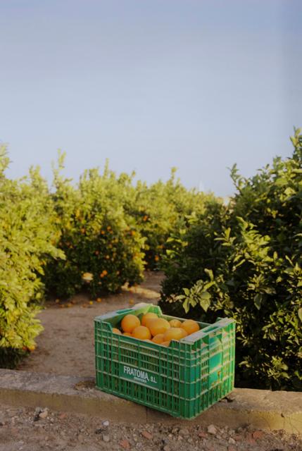 Crate full of organges out in a field