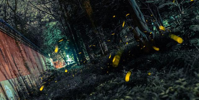 fireflies in woods