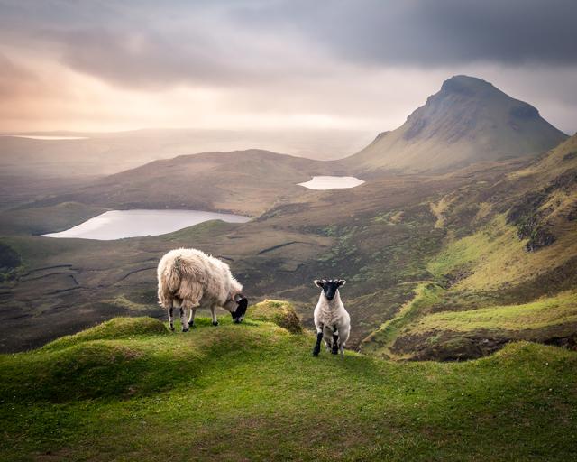 two lambs on mountain