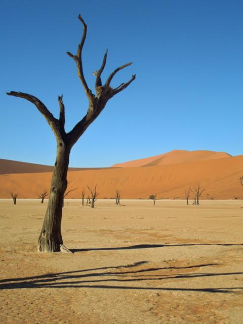 trees in desert