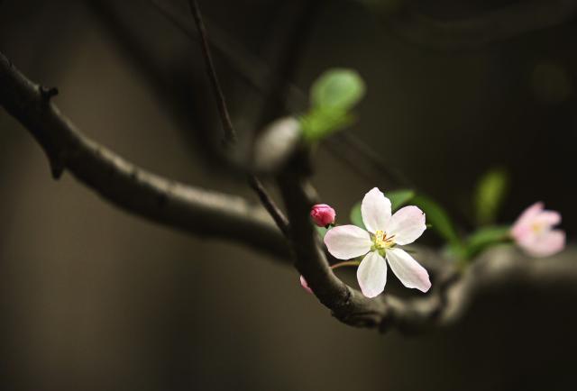 Flower on branch