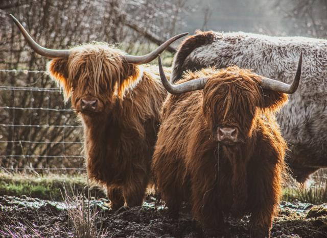 Two cattle on land