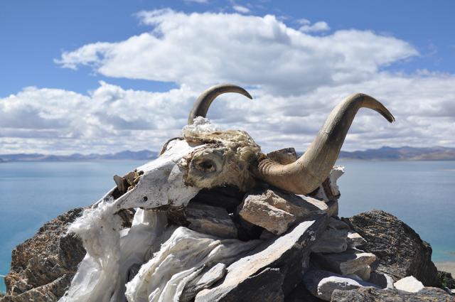 Cow skull perched next to a lake.