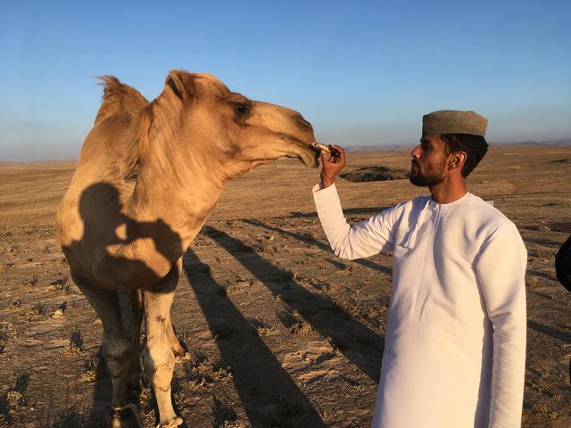 Man feeding camel