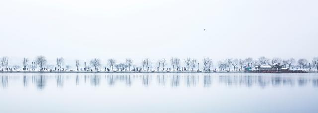 A line of winter trees