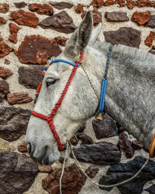 Mule in reigns in front of a stone wall