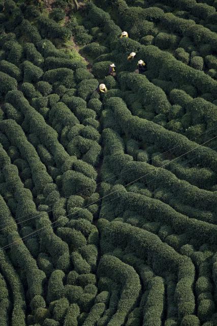 Tea field tended to by workers