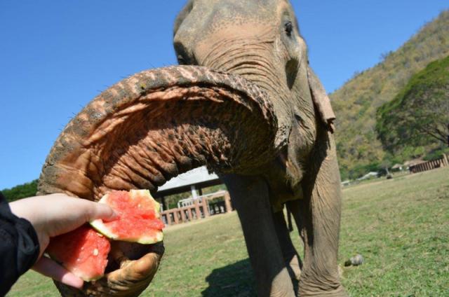 elephant eating watermelon