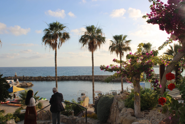 Photo of Cyprus palm trees and water