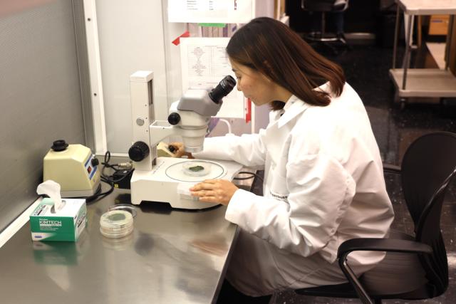 Female in lab coat looking through microscope