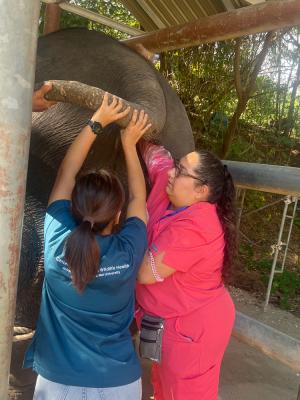 Two individuals in work attire examining an elephant at a wildlife sanctuary. One person in a blue shirt and another in pink scrubs.