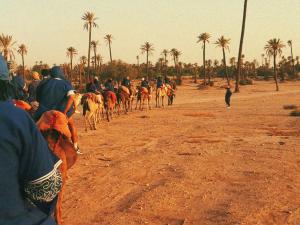Camel caravan in Morocco. 