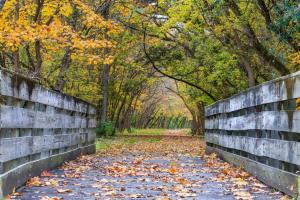 Pathway along the Little Miami Bike Trail in Yellow Springs with autumn trees ahead.